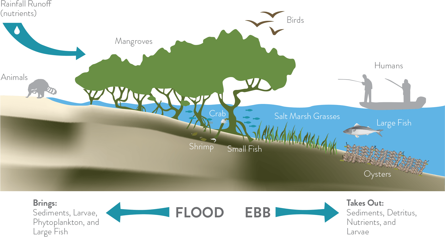 The Living Shoreline Infographic - Living Shoreline (1835x989), Png Download