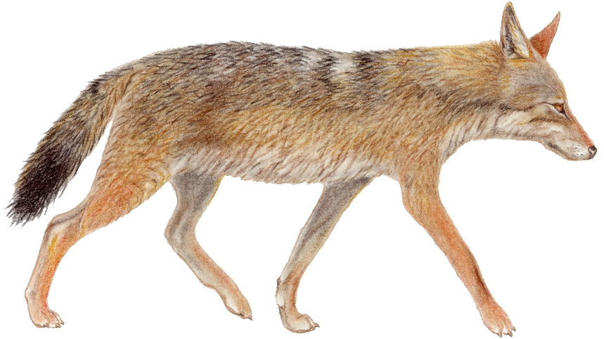 Jackal, Coyote Png - Jackal (859x482), Png Download