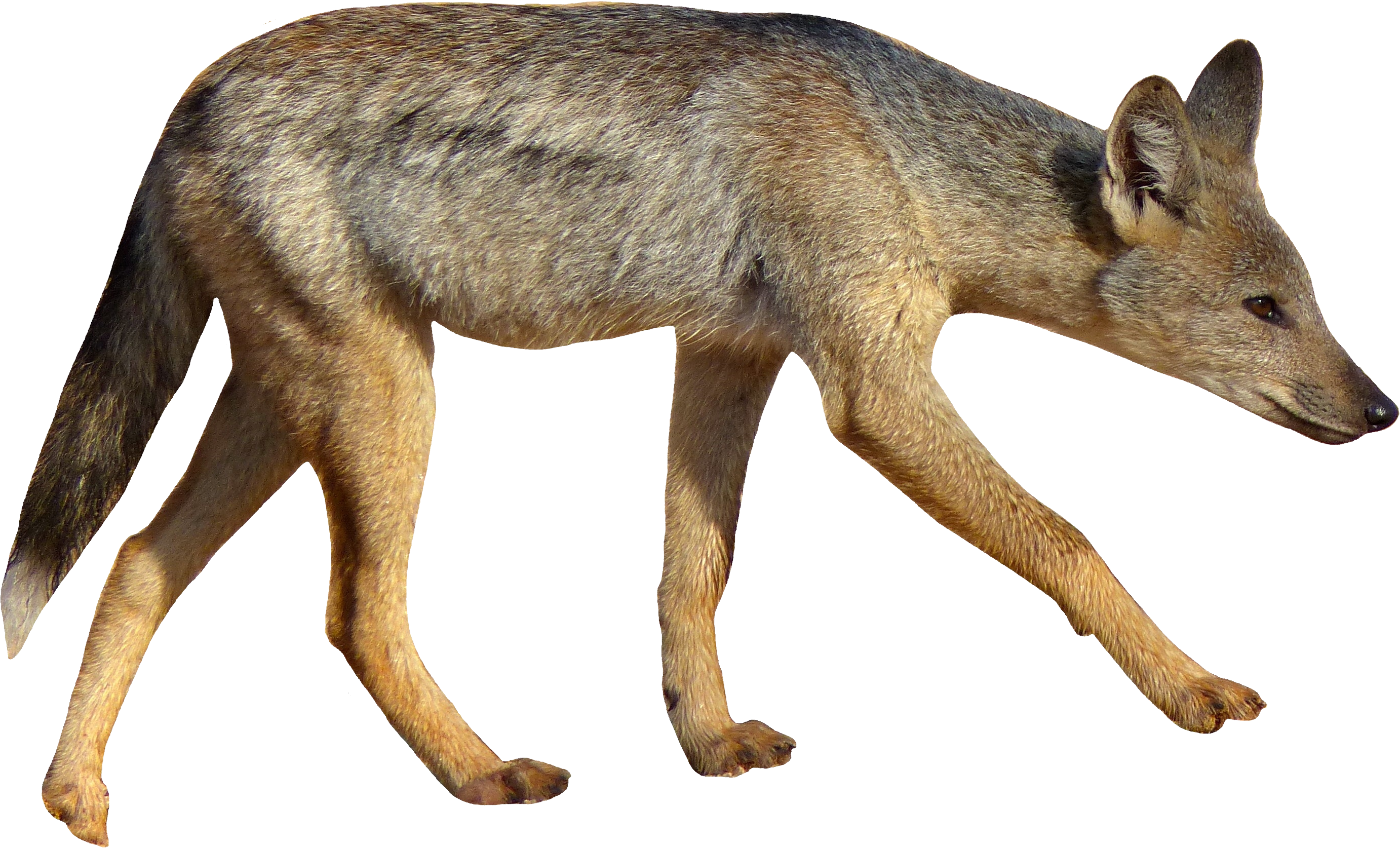 Coyote With White Background (2764x1674), Png Download