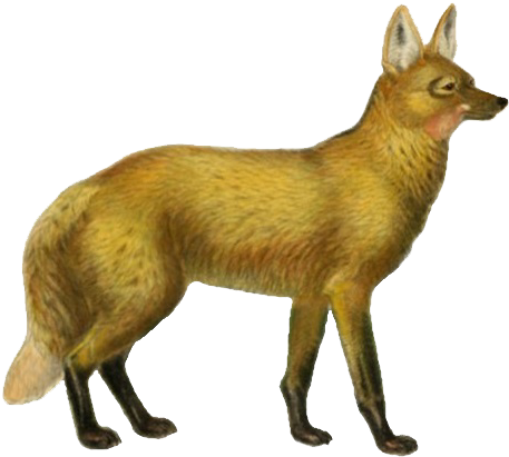 Dogs, Jackals, Wolves, And Foxes - Wolf (471x421), Png Download