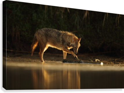 Jackal Morning Play By Assaf Gavra Canvas Print - Coyote (429x323), Png Download