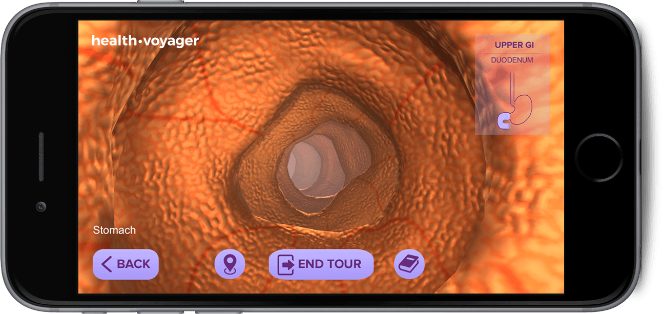 Healthvoyager - Stomach - Boston (1296x613), Png Download