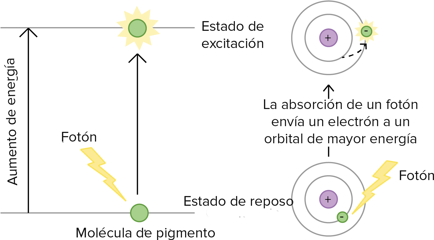 Excitacion De La Clorofila (2089x900), Png Download