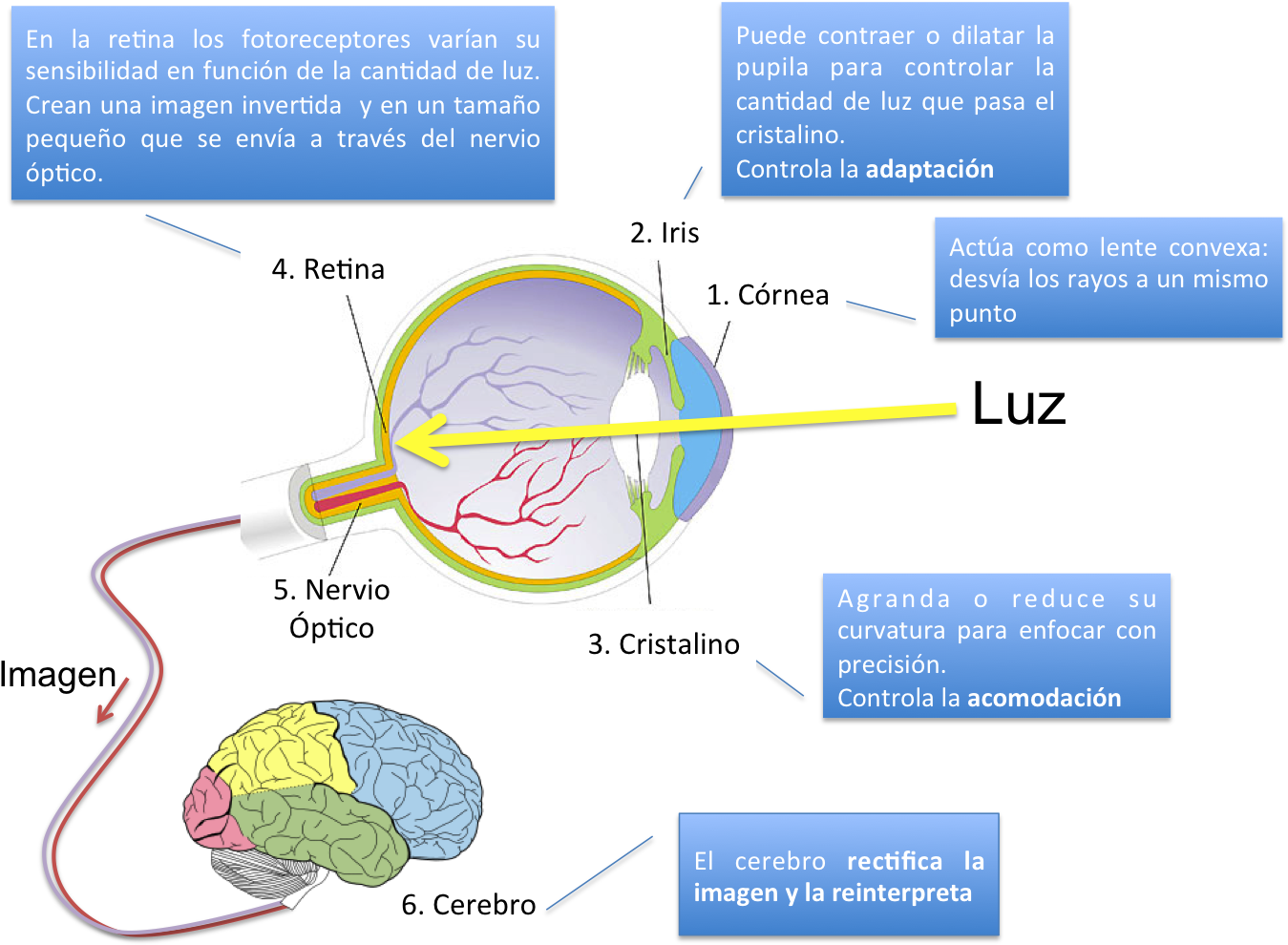 Funcionamiento Del Ojo - Proceso De La Vision (1367x993), Png Download