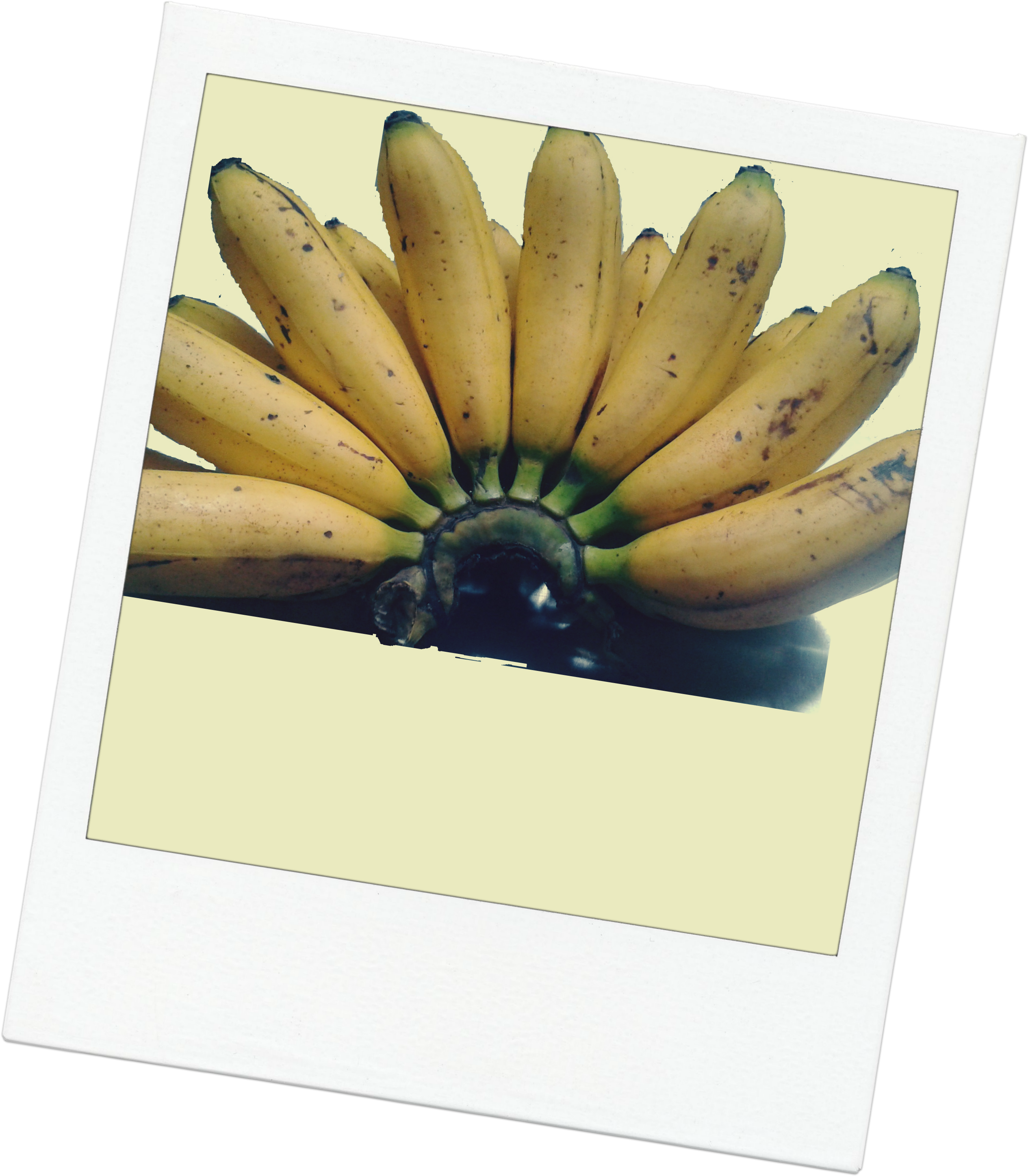 De Donde Menos Te Los Esperas, Salen Los Rayos Del - Saba Banana (2553x2921), Png Download