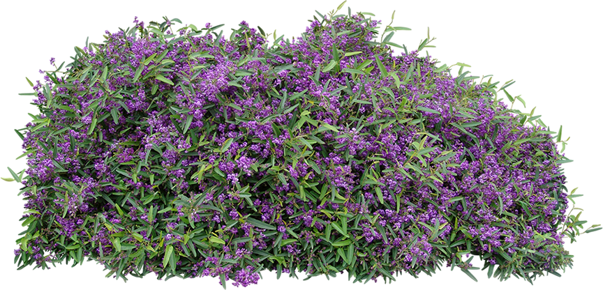 Meema™ - Purple Flower Shrub Png (864x416), Png Download