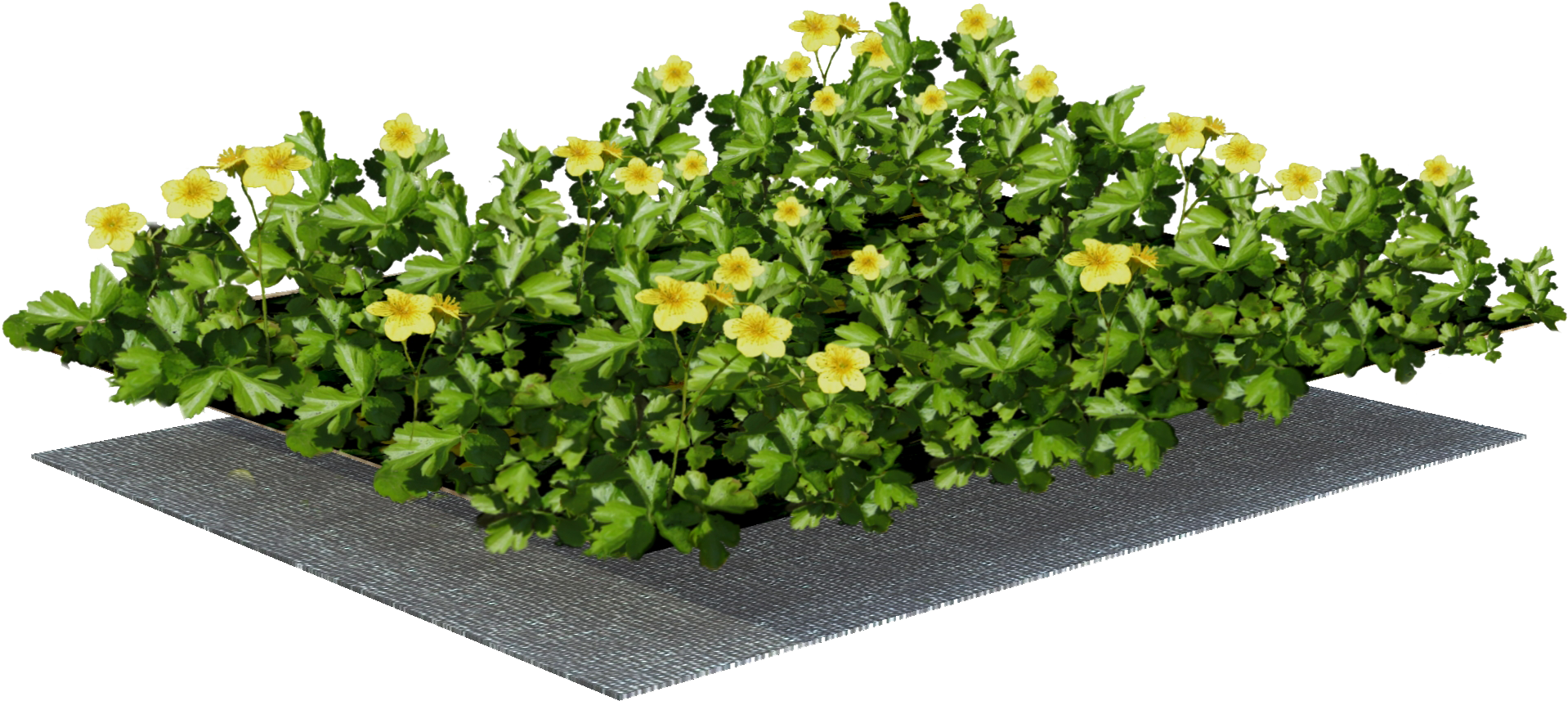 Sempergreen Plant Mat - Structure (2198x2430), Png Download