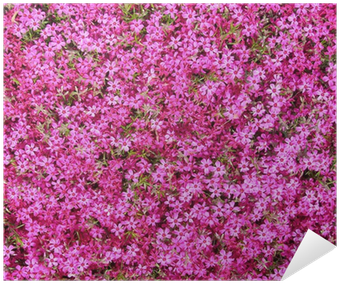 Groundcover With Hot Pink Flowers As Background Poster - Hot Pink Flowers Background (400x400), Png Download