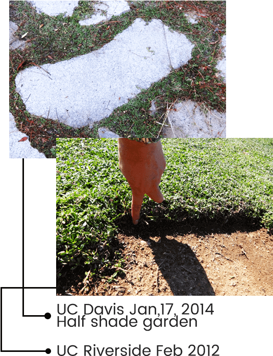 Evergreen - Tree (600x730), Png Download