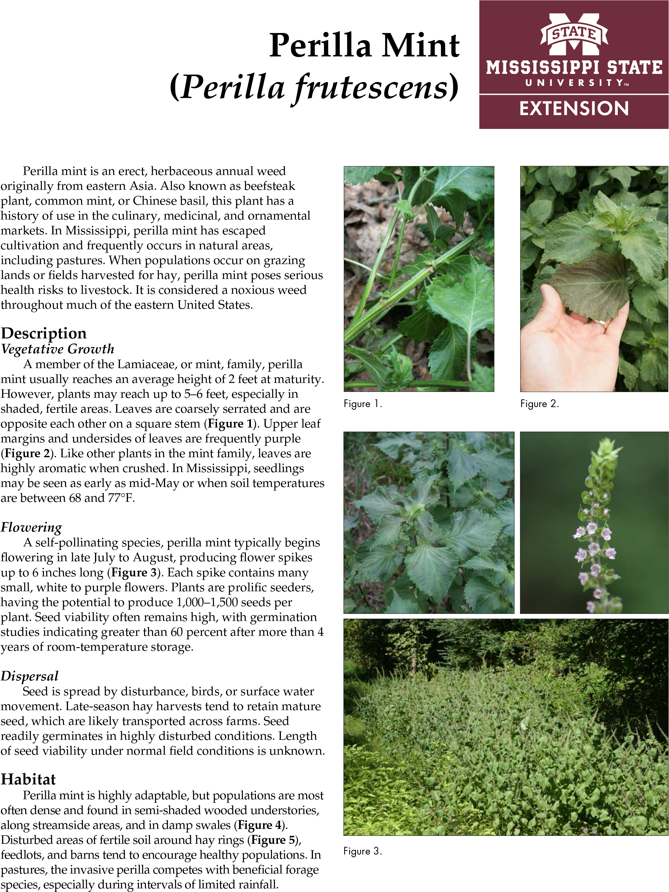 Perilla Mint - Tree (2274x3008), Png Download