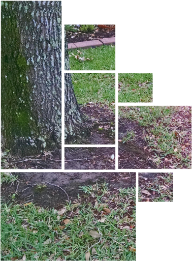 Turf Problems Renovations - Africa Lawns (400x543), Png Download