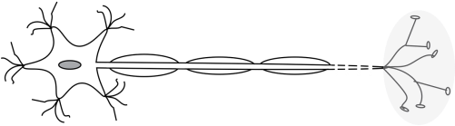 Motor Cell,dendrite,brain, - Neuron (500x250), Png Download