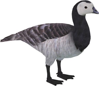 Barnaclegoose - Snow Goose (480x480), Png Download