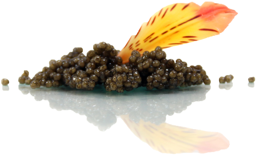 Dish (1024x608), Png Download