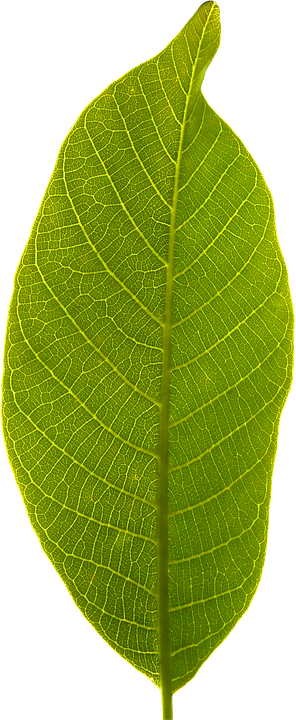 Leaves Transparent Background - Transparenter Hintergrund Beyaz (296x720), Png Download