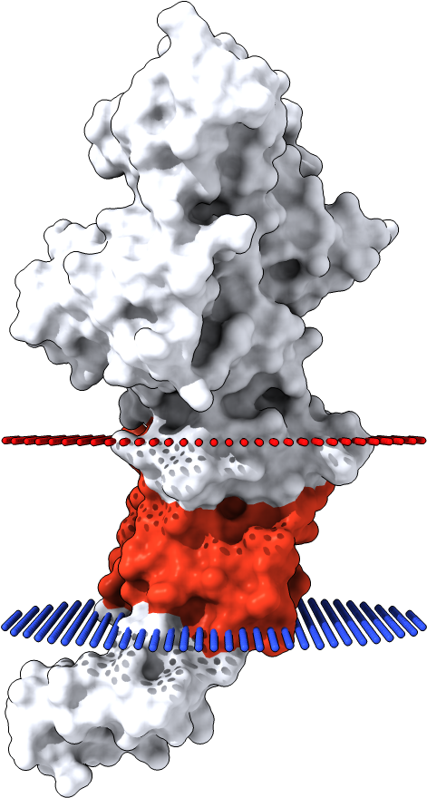 Transmembrane Surface Display Opm - Illustration (1000x1000), Png Download
