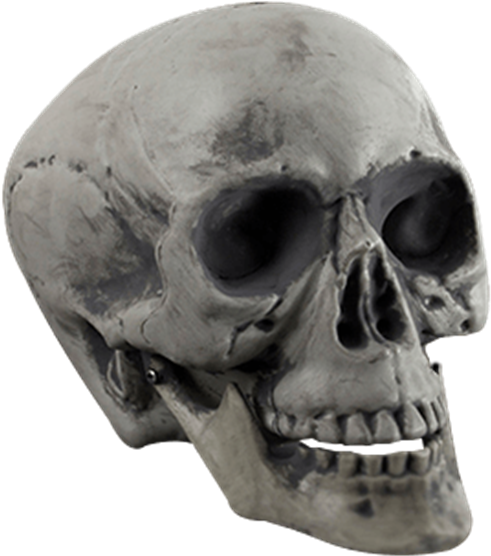 Plastic Skull Prop - Skull (555x555), Png Download