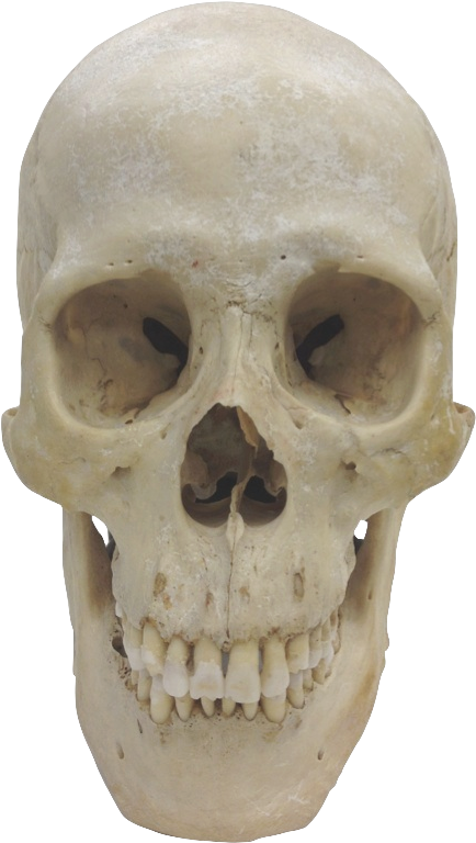 Museum Of Primatology - Homo Sapiens Skull Png (442x774), Png Download