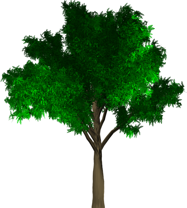 Tree, Isolated, Leaf, Green, Foliage, Branch, Ecology - Yogalogy: The Guide For Yoga Exams (647x720), Png Download