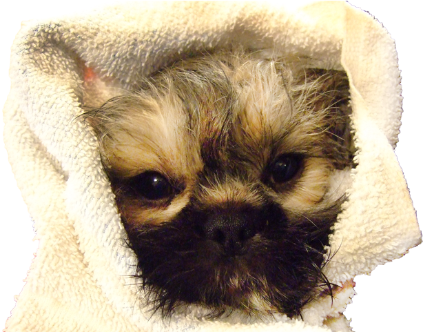 Village Paws Russell Ontario - Village Paws (940x480), Png Download