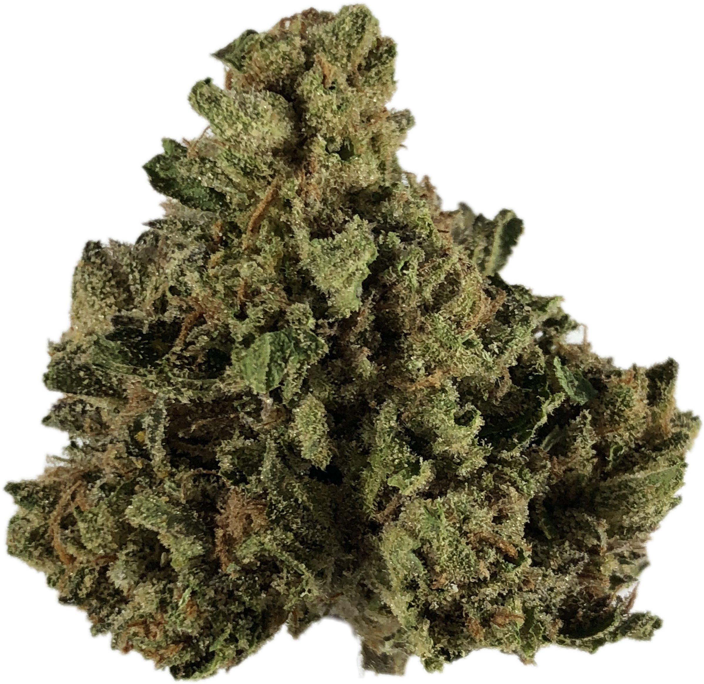 Home - Cherry-pie - Shortleaf Black Spruce (3024x3024), Png Download