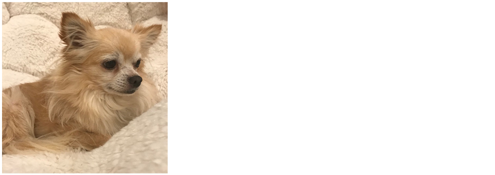 Powell Paws - German Spitz Mittel (1180x460), Png Download