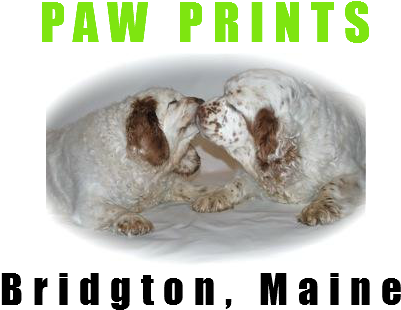 Your One Stop Shop For Raw Diets And Holistic Pet Supplies - Igneous Rock (433x321), Png Download