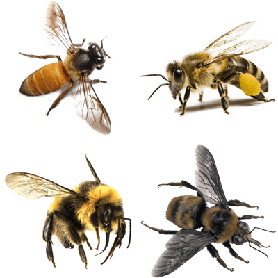 Bees - Many Legs Do Bees Have (400x400), Png Download