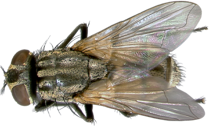 Fly Png - Home Fly Png (450x300), Png Download