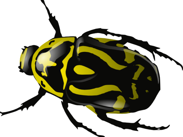 Insects Cliparts - Beetle Clip Art (640x480), Png Download
