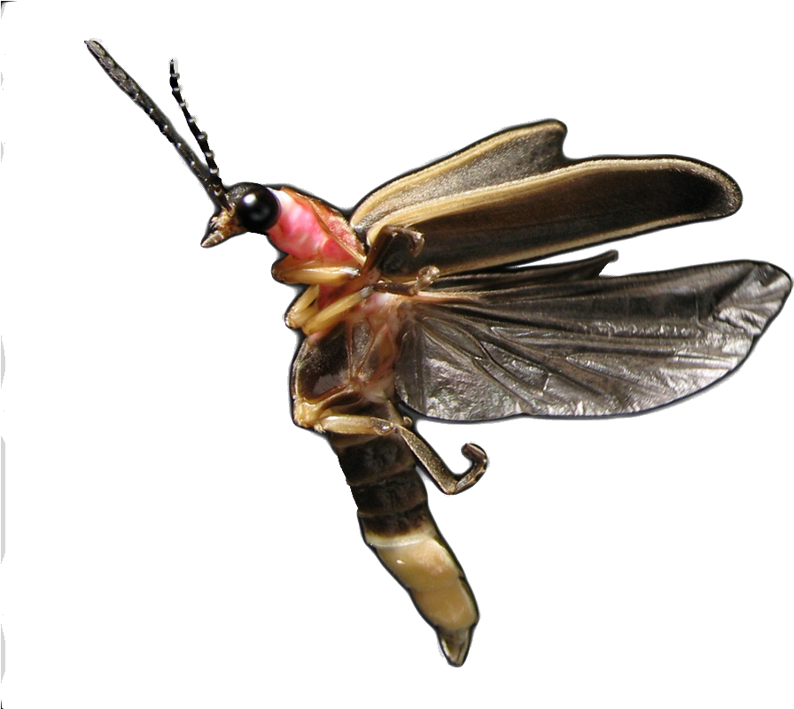 Photinus Pyralis - Common Eastern Firefly (1000x800), Png Download