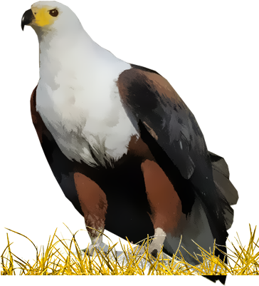 African Fish-eagle - African Fish Eagle Png (400x400), Png Download