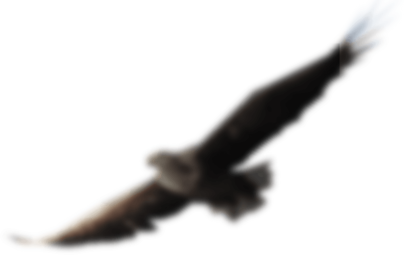 Eagle - Buzzard (809x511), Png Download