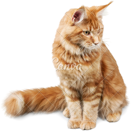 Canva Ginger Cat Sitting Mab431sv De - Tabby Ginger Cat Png (550x547), Png Download