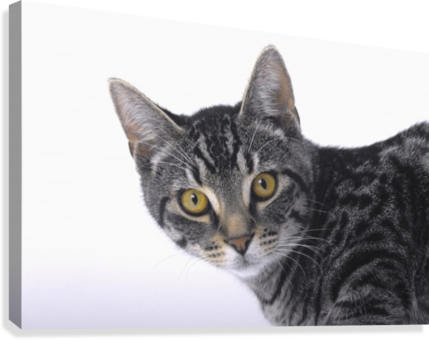 Portrait Of A Grey Tabby Cat - Portrait Grey Tabby Tabby Cat Prints (429x340), Png Download