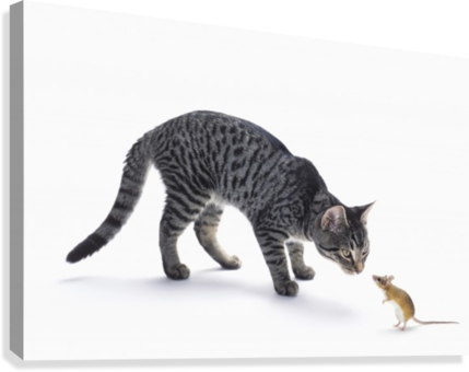 Grey Tabby Cat And Mouse Staring At Each Other - Posterazzi Grey Tabby Cat And Mouse Staring Posterprint (429x340), Png Download