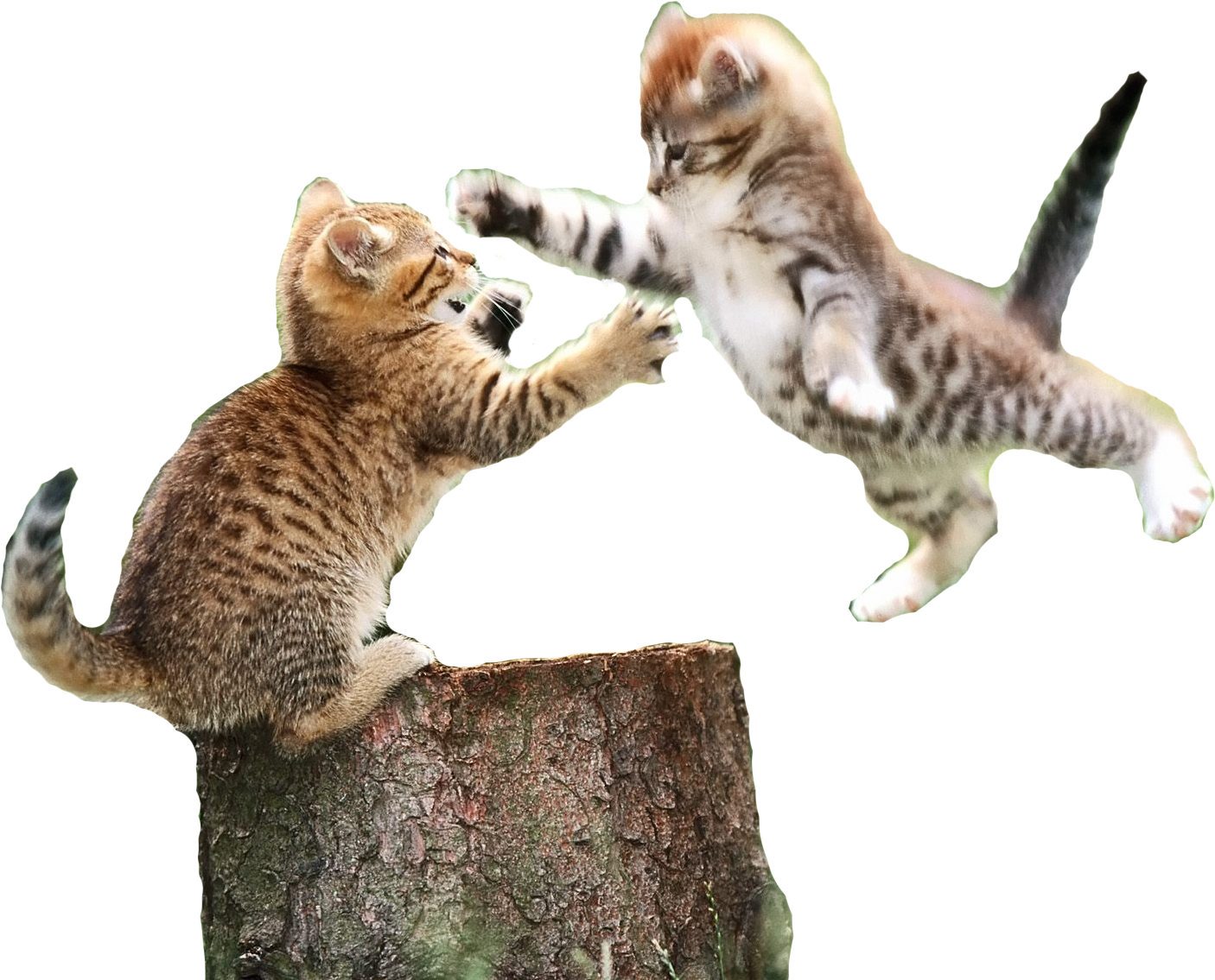 Cats - Live A Joyful Life (1406x1135), Png Download