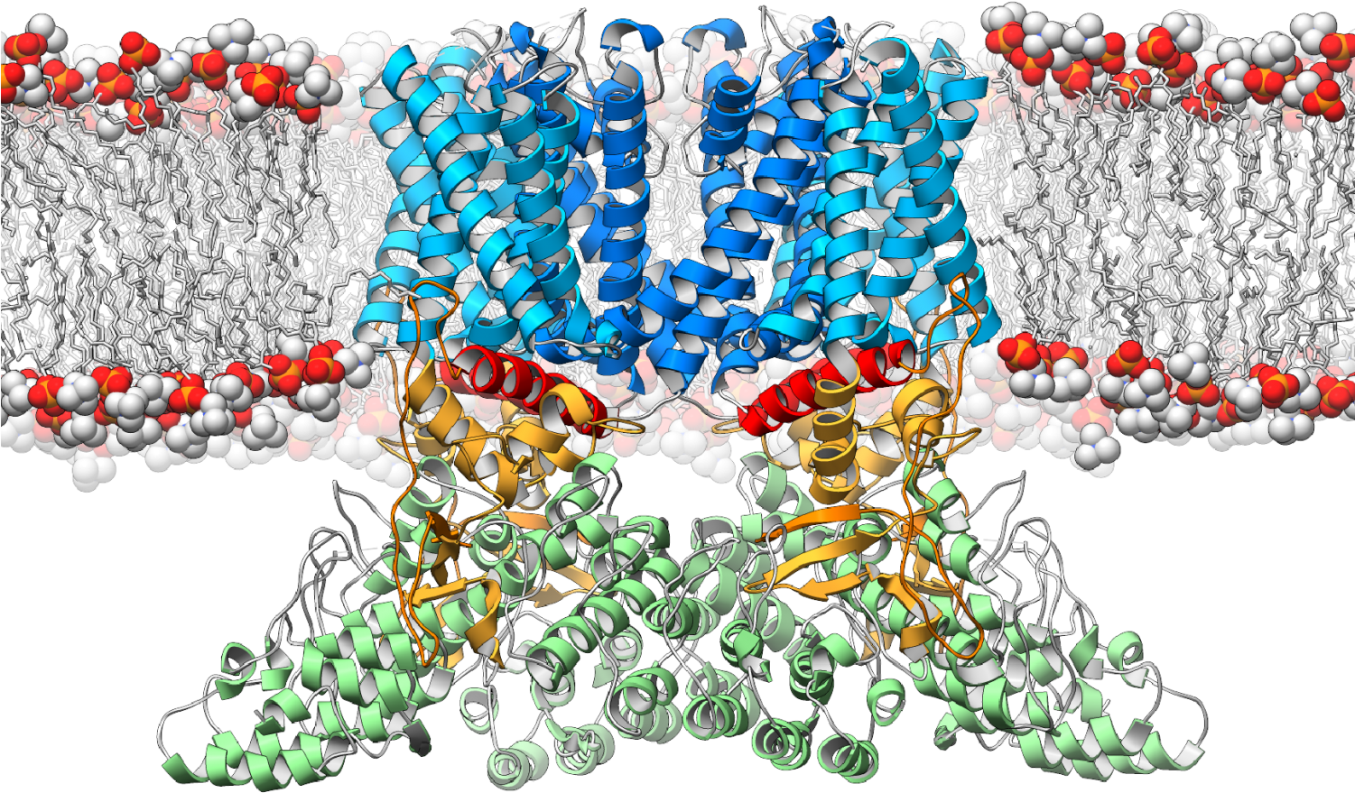 Channel Protein In Membrane (1500x950), Png Download