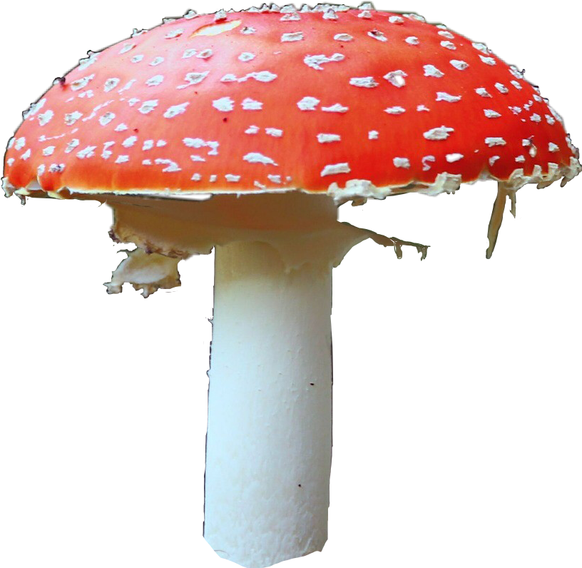 Mushroom Mushrooms Libertycap Shrooms Shroom Tripping - Edible Mushroom (816x796), Png Download