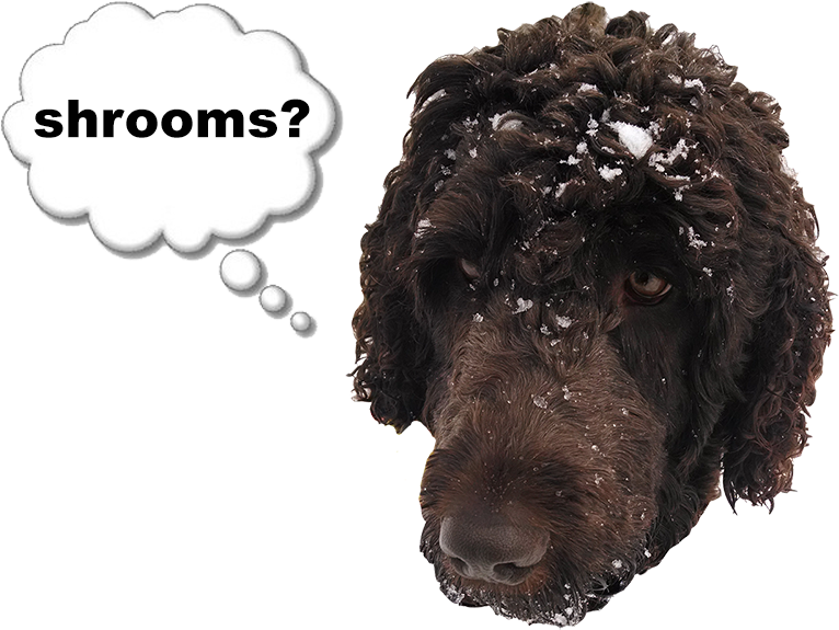 Rainershrooms - Thought Bubbles (800x582), Png Download