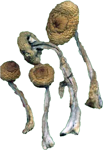 Png Transparent Shrooms Mushies Psilocybin Psilocybe - Psilocybin Png (338x489), Png Download