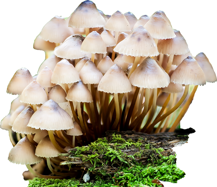 Researchers At Nyu Langone Medical Center Discover - Photography (727x628), Png Download