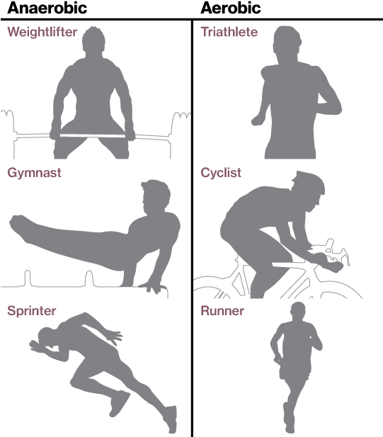 Anaerobic Training - Aerobic And Anaerobic Exercise (540x625), Png Download
