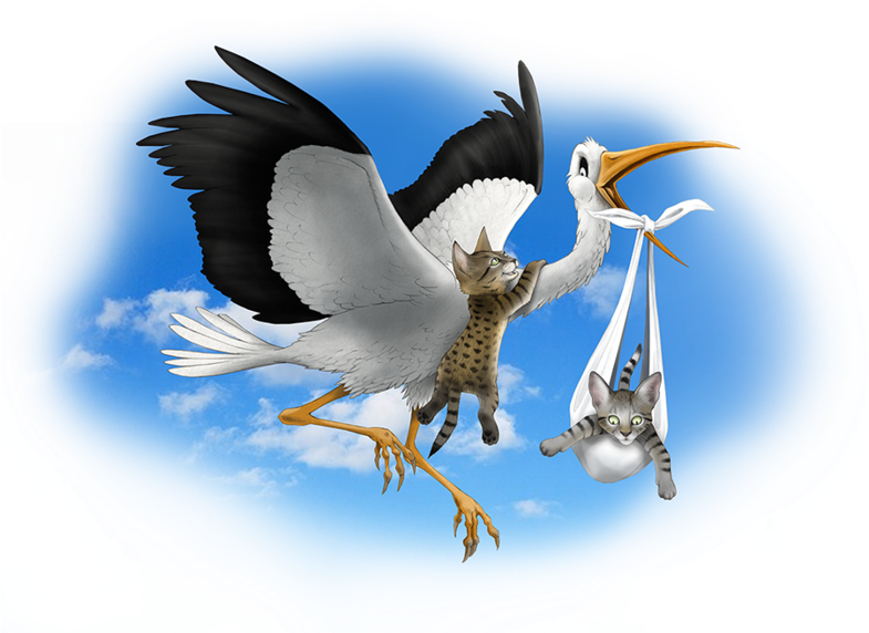 Cincinnati Bengals (784x603), Png Download