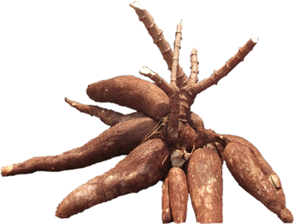 Article Image - Cassava Root (420x321), Png Download