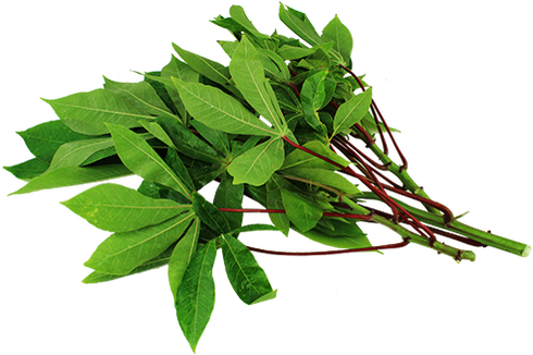 Water Spinach (498x328), Png Download
