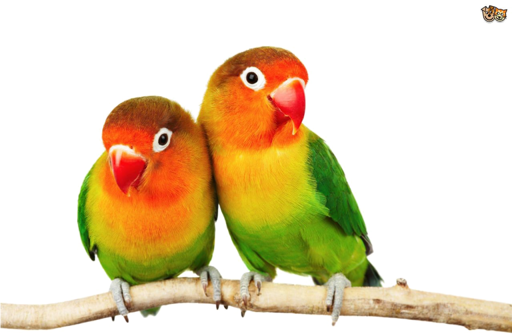 Love Birds Png Pic - Love Birds Png Hd (1024x680), Png Download