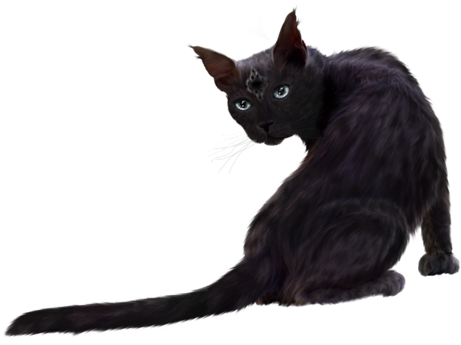 Black Cat Png Clipart Download - Real Black Cats Png (900x674), Png Download