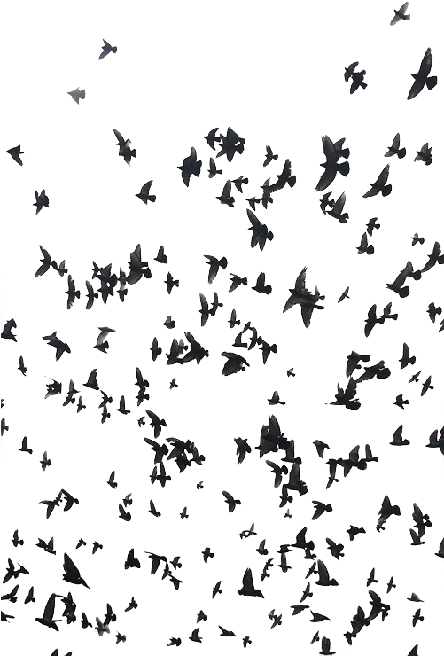 Birds Png Transparent Transparent Blog - Twenty One Pilots Isle Of Flightless Birds Quote (500x750), Png Download