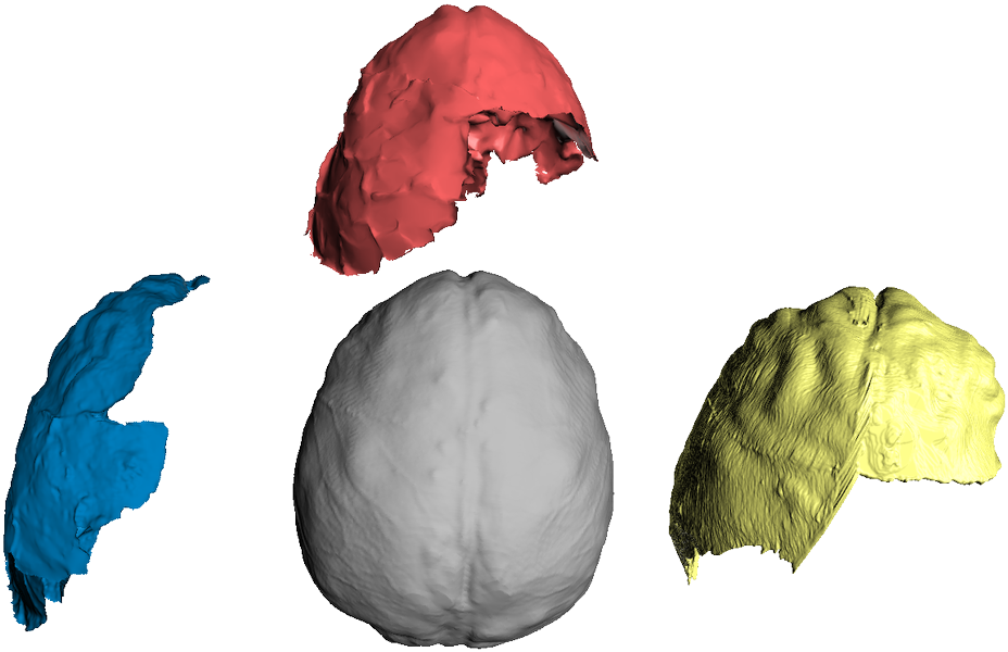 Endocasts Of Homo Naledi , Australopithecus Boisei - Illustration (1199x690), Png Download
